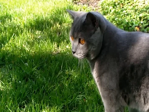 Blue british cat on the lawn Video stock 76402873
