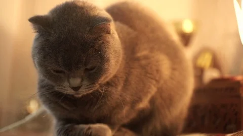 Blue British cat is lying at home Stock Footage 73301013