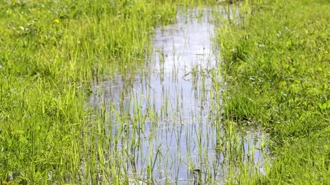 Blue brook in the grass field Stock Footage 309203200