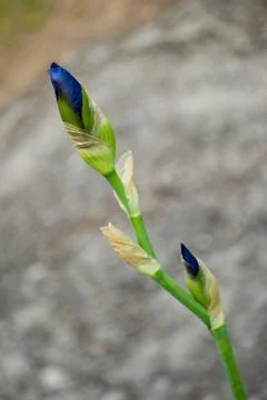 Blue bud of iris on a blurred background on a summer day Stock Photos