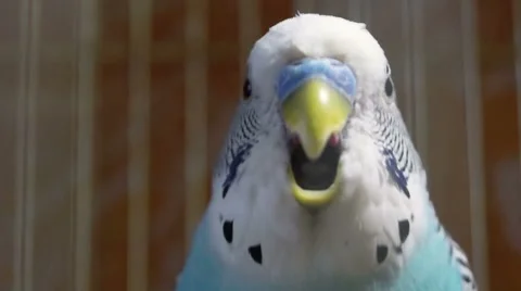 Blue budgerigar in a cage close up, view through the cage Stock Footage 51828918
