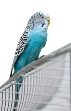 Blue budgerigar isolated Stock Photos