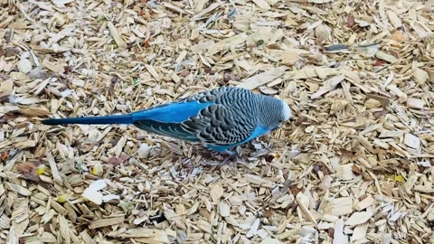 Blue budgerigar (Melopsittacus undulatus) Stock Footage 346642388