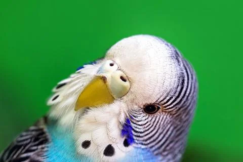 Blue budgerigar or common parakeet or, close-up of the face, bird pet Stock Photos