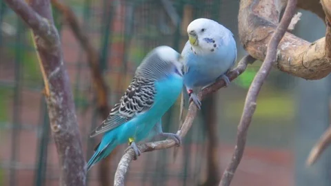 Blue budgerigar parakeet couple kissing, birds expressing love, colorful trop Stock Footage