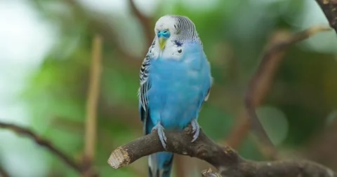 Blue Budgerigar Parakeet Perched on Branch Looking Around Curiously 動画素材 342957177
