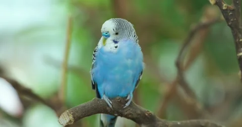 Blue Budgerigar Parakeet Walks On Branch Turning Head Around Видео 339740939