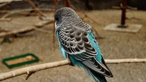 Blue budgerigar parrot perched on a branch inside an aviary enclosure. Concept Stock-Footage 341965868