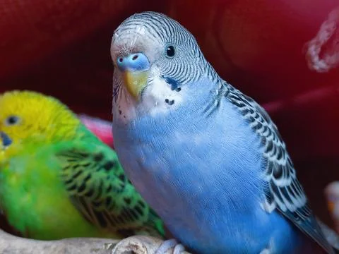 Blue Budgerigar Perched Against Red Background Stock Photos