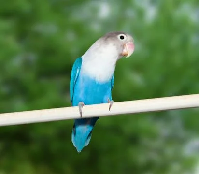 Blue budgerigar Foto stock