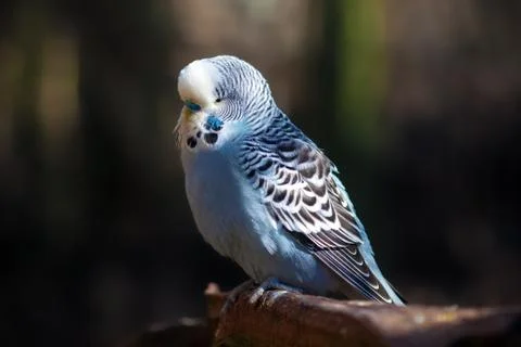 Blue Budgerigar Stock Photos