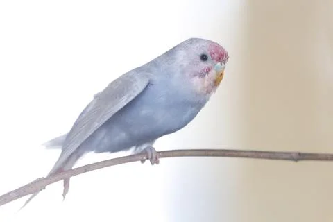 A blue budgerigar sits on a branch 스톡 사진