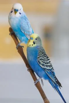 A blue budgerigar sits on a branch 스톡 사진