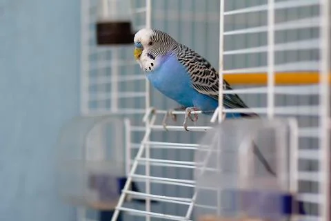 Blue budgerigar sits at the exit of the cage Stock Photos