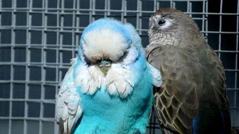 Blue Budgerigar Sitting On A Perch Stock Footage 78042789