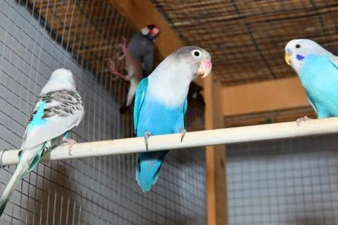 Blue budgerigars in the cage Stock Photos
