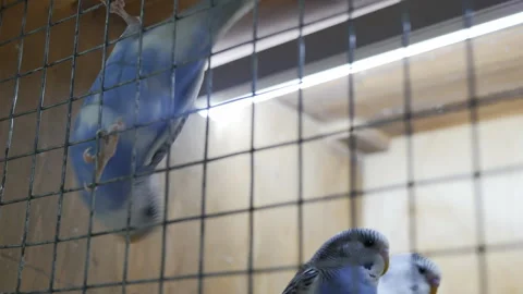 Blue budgerigars in a cage sit on a perch and walk around the cage with their Stock Footage 196711072