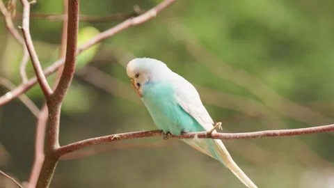 Blue Budgie Breezes Through Trees in a Whispering Woodland Sway 動画素材 318529104
