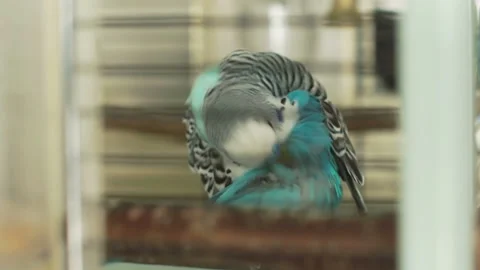 Blue budgie cleans the back sitting in a cage Video stock 89021216