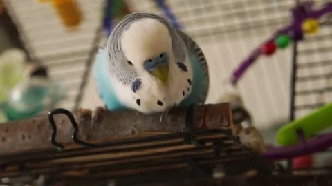 Blue budgie (Melopsittacus undulatus) shakes his head. Stock Footage 83213054