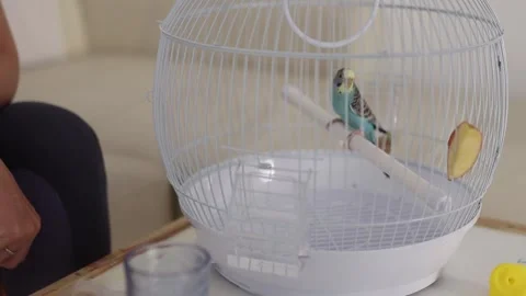 Blue budgie parakeet sitting inside a white birdcage Stock Footage 323711169