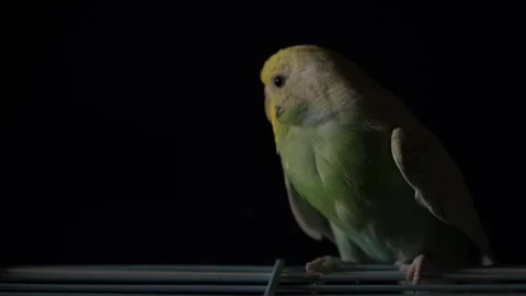 Blue Budgie Perched on Cage Looking Around on Black Background Stock Footage 323245825