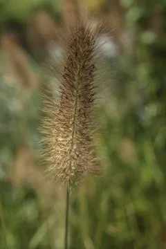 Blue Buffel Grass Foto stock