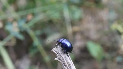 Blue bug Video stock 12055784