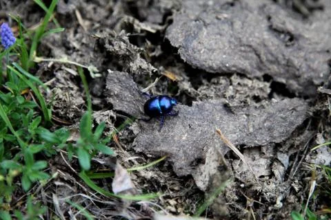 Blue bug Stock Photos