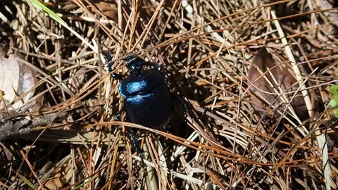 A blue bug walking on dry grass in the forest Stock Footage 76237871