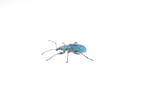 Blue bug on a white background Stock Photos