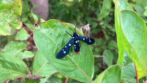 Blue bug with white polka dots and red tail Stock Footage 259592131