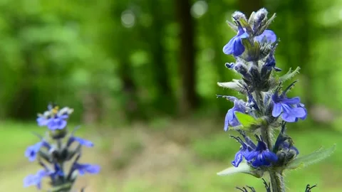 Blue bugle flowers swaying in the wind, sounds of birds and insects Stock Footage 132827908