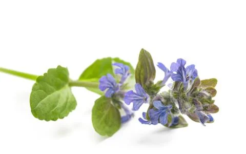 Blue bugle Stock Photos