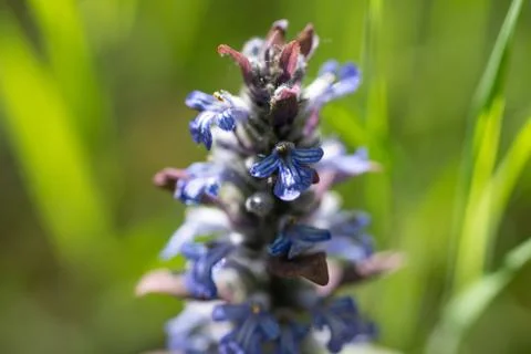 Blue bugle Stock Photos