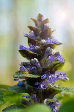 Blue bugle Stock Photos
