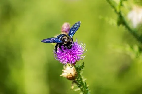 A blue bumblebee on a flower background Stock Photos