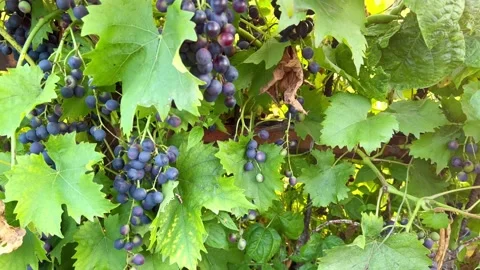 Blue bunches of grapes Video stock 205329050