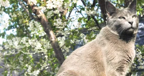 A blue Burmese cat sits under a blossoming cherry tree on a windy, sunny day Stock Footage 334048221
