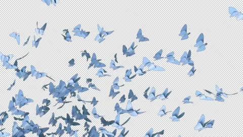 Blue Butterflies Stock Footage 168651431