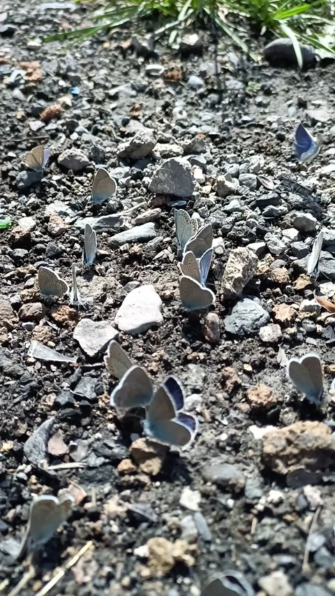 Blue butterflies Stock Footage 276656610