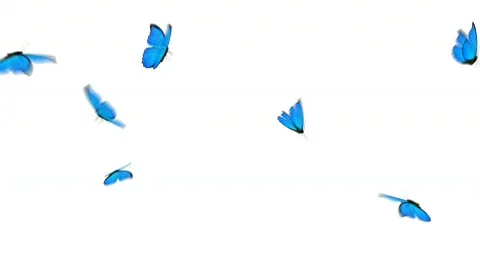 Blue butterflies loop Vidéo 499350