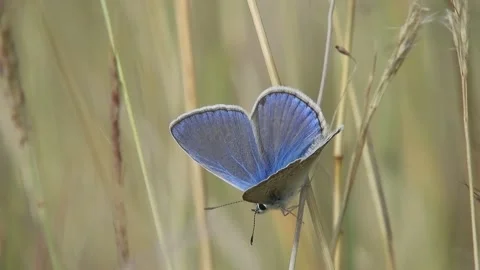 Blue Butterfly (farfalla) sitting on a flower 4K 3 - Italian nature Stock Footage 138552111