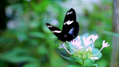 Blue Butterfly Flapping Wings on Flower in Slowmotion Stock Footage 135607232