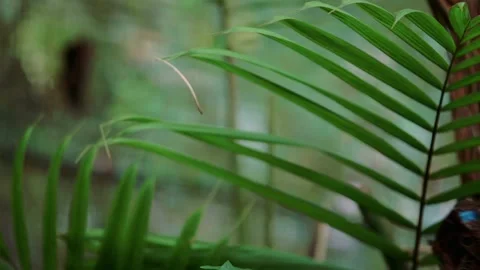 Blue Butterfly Flapping Wings in Slowmotion Stock Footage 135607076