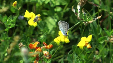 Blue butterfly on a flower. Stock Footage 152931293