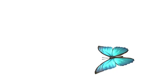 Blue Butterfly flying + alpha Stock Footage 1848648