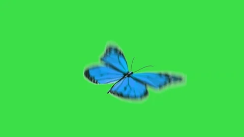 Blue butterfly flying and flapping wings isolated on green screen background loo Stock Footage 329964947