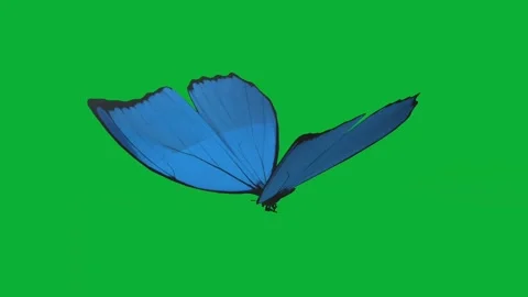 Blue butterfly flying seamless 3d animation on green screen background Stock Footage 313673633