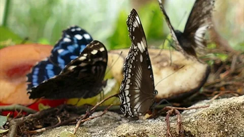 Blue Butterfly Stock Footage 279839439